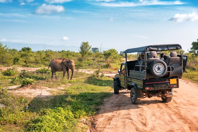 South Africa – Safari, Style, and Soul